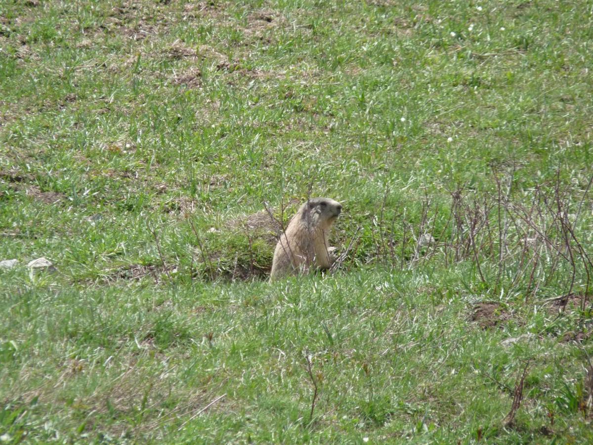 Les Marmottes D Estenc Dış mekan fotoğraf